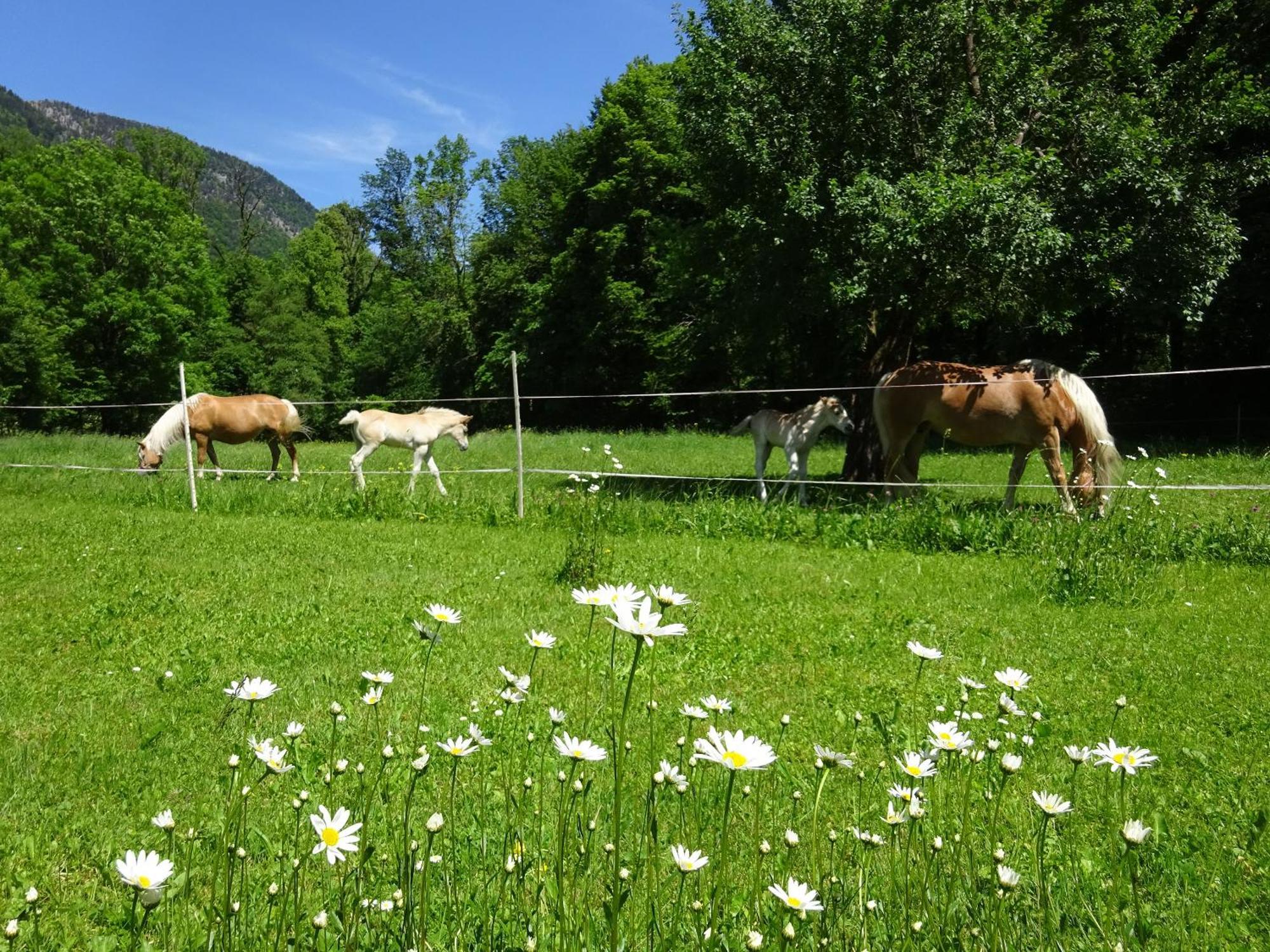 Ferienwohnungen Auhaus Bad Reichenhall Dış mekan fotoğraf